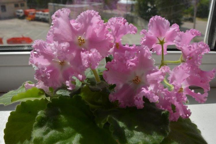 Сорт фиалки Поцелуй Ангела