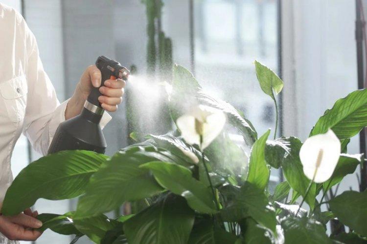 Полив - Уход за спатифиллумом