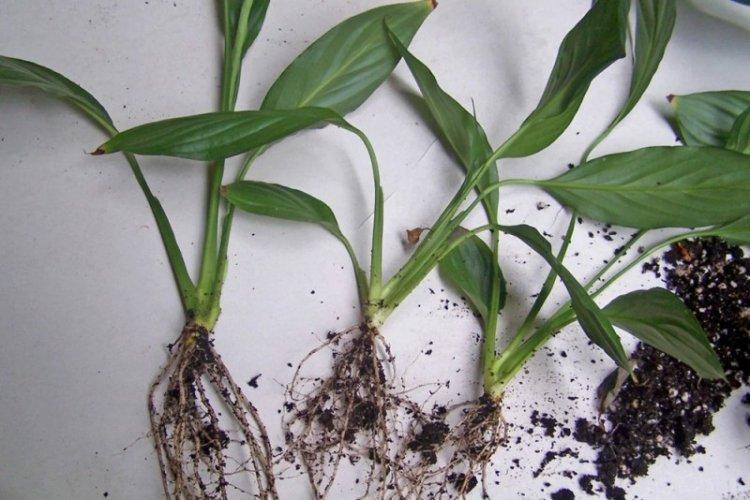 Пересадка и размножение - Уход за спатифиллумом