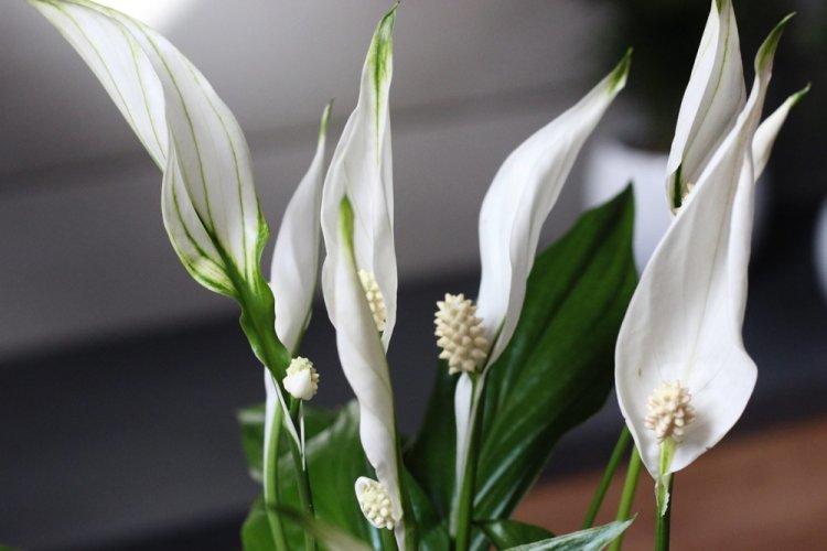 Спатифиллум - фото