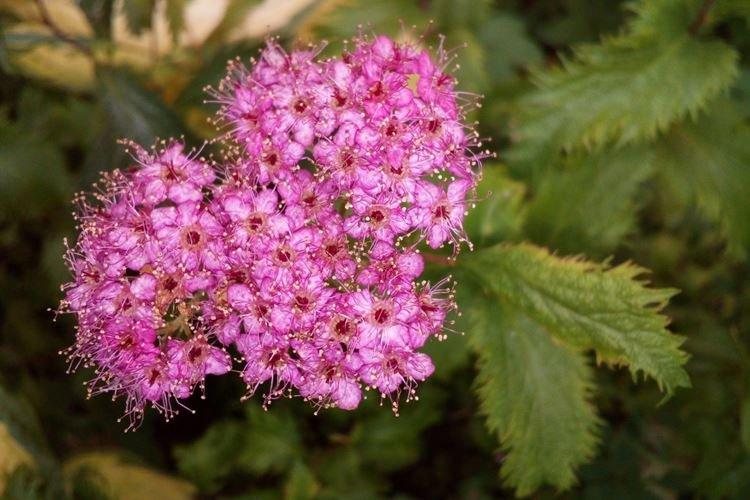 Общая информация - Спирея