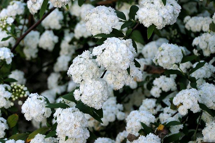 Белая спирея