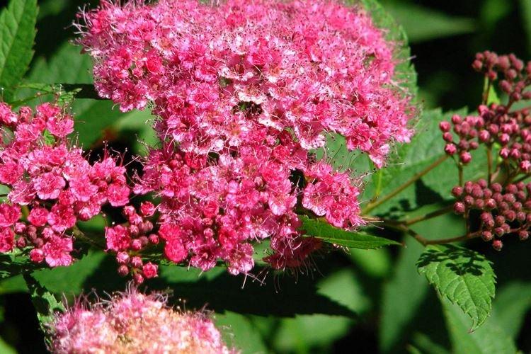 Спирея Бумальда