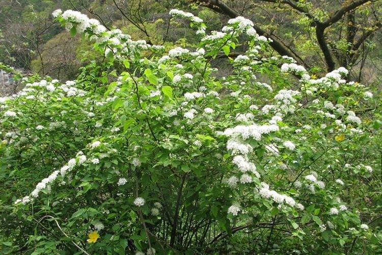 Дубравколистная спирея