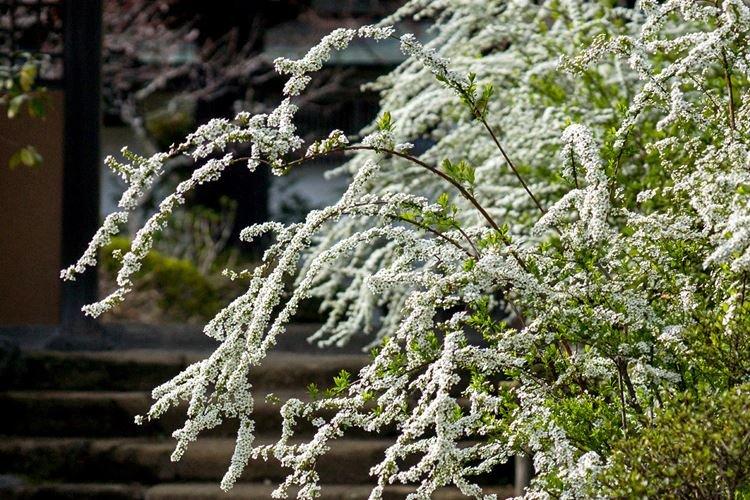 Спирея Тунберга