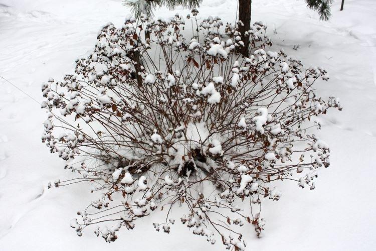 Зимовка - Уход за спиреей