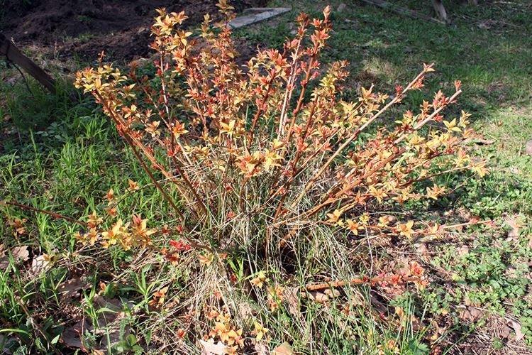 Борьба с вредителями и болезнями - Спирея