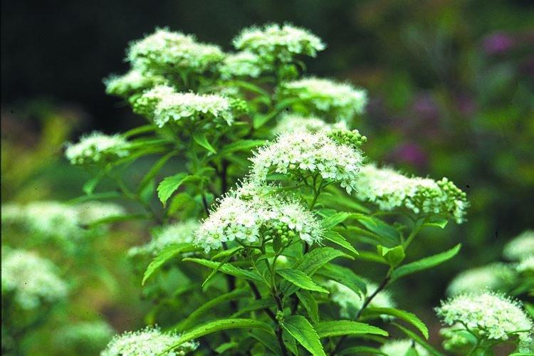 Спирея - фото