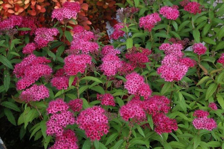 Спирея - фото