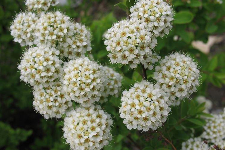 Спирея - фото