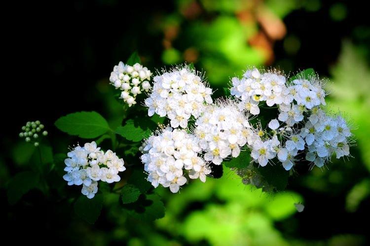 Спирея - фото