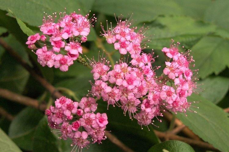 Спирея - фото