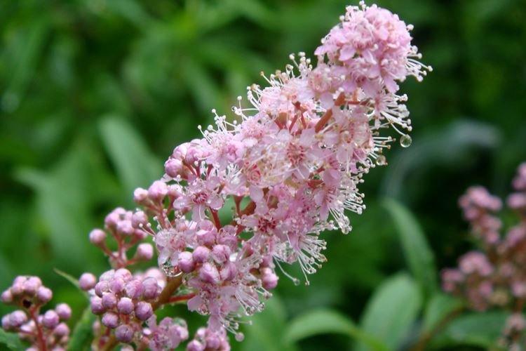 Спирея - фото