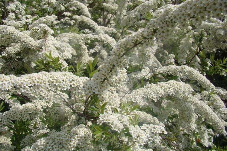 Спирея - фото