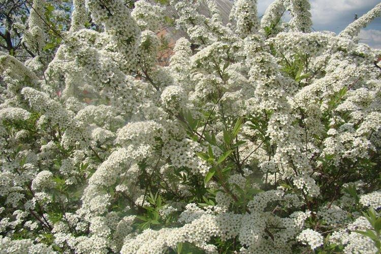 Спирея - фото