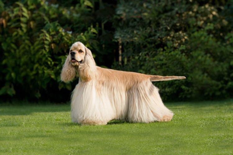 Американский кокер-спаниель - Средние породы собак