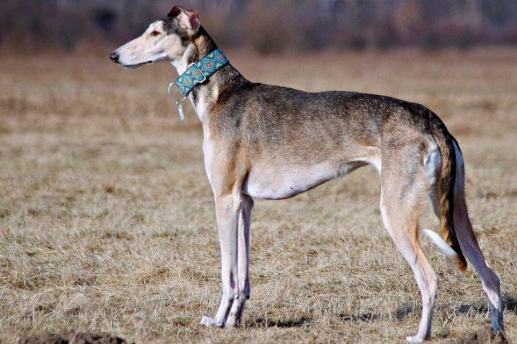 Хортая борзая - Средние породы собак