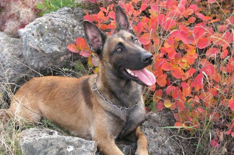 Бельгийская овчарка - Средние породы собак