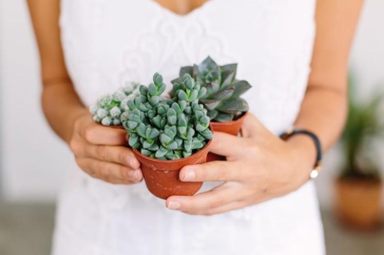 Суккуленты (85 фото): виды, особенности ухода