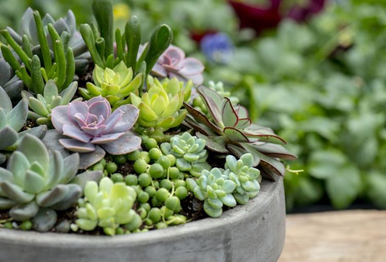 Общая информация - Суккуленты