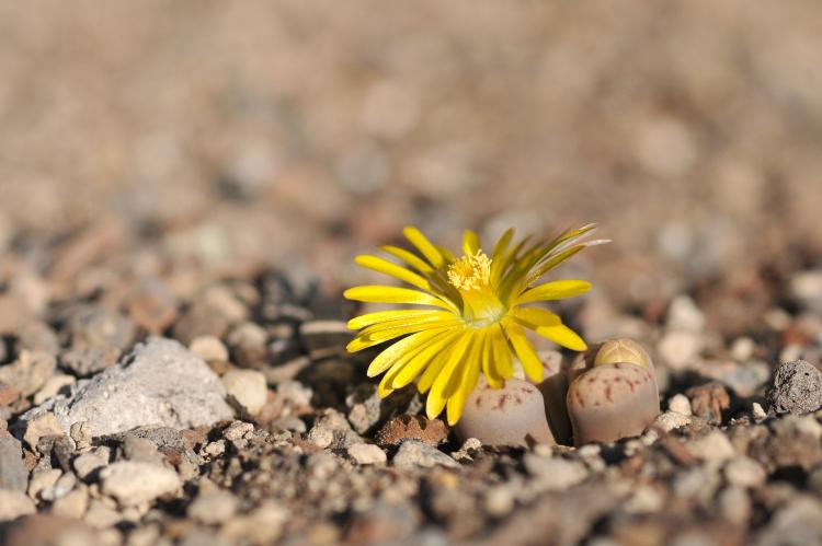 Суккуленты - фото