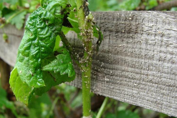 Народные средства - Тля на смородине, как бороться
