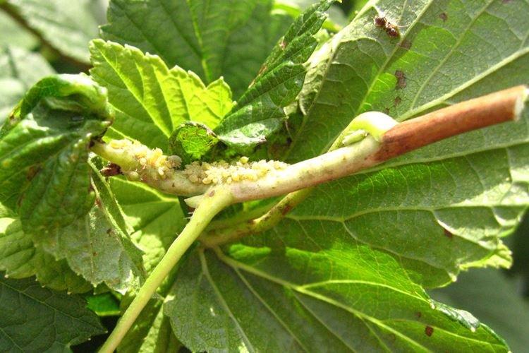 Химические средства - Тля на смородине, чем обработать