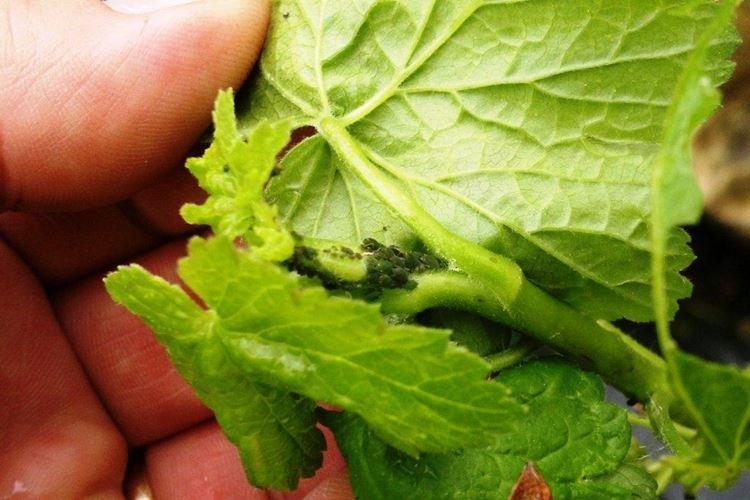 Профилактика от тли на смородине