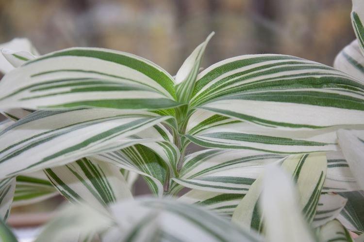 Температура - Уход за традесканцией