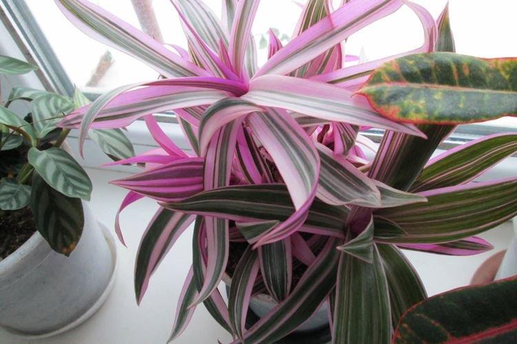 Освещение - Уход за традесканцией