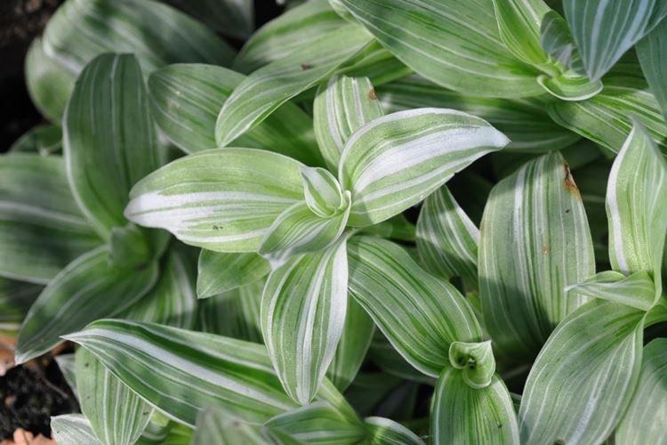 Традесканция - фото