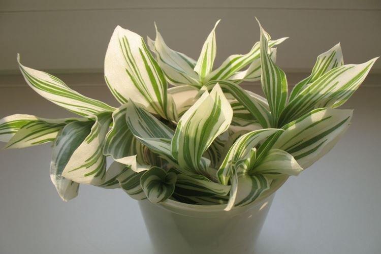 Традесканция - фото