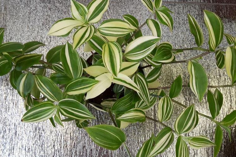 Традесканция - фото