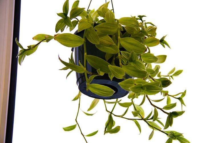 Традесканция - фото