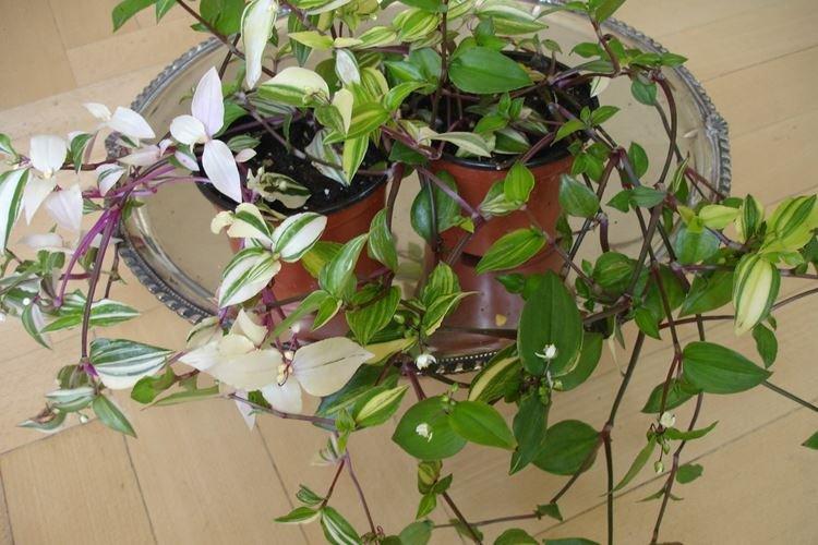 Традесканция - фото