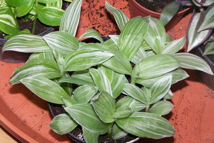 Традесканция - фото