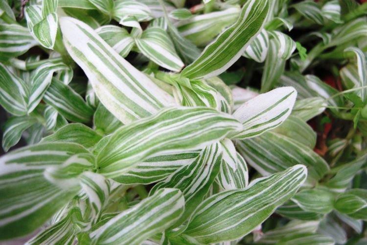 Традесканция - фото