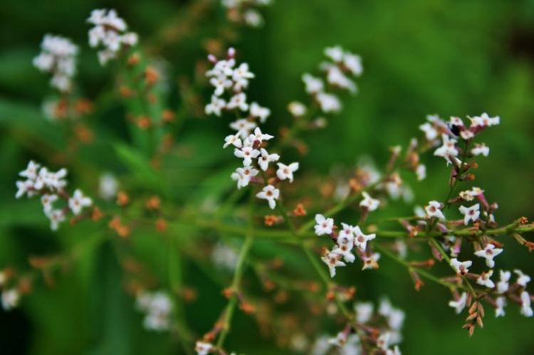 Вербена лимонная - Виды вербены