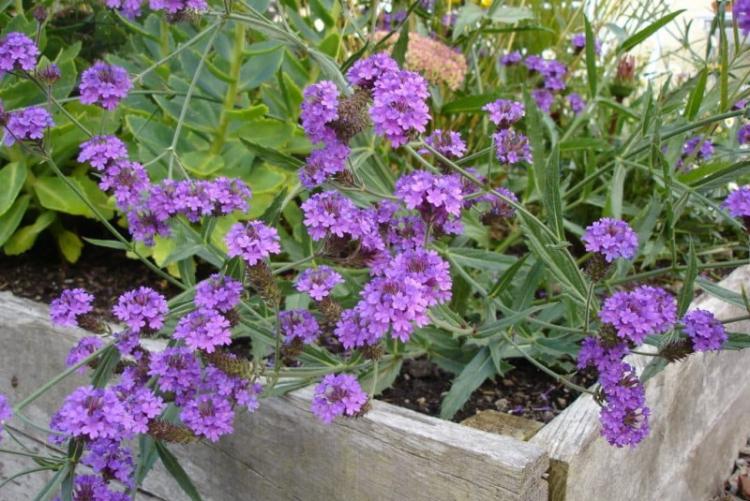 Вербена жесткая - Виды вербены