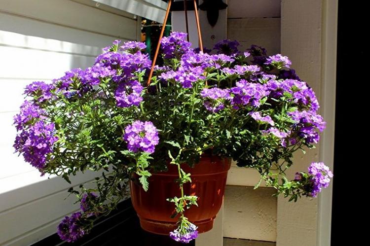 Полив - Уход за вербеной