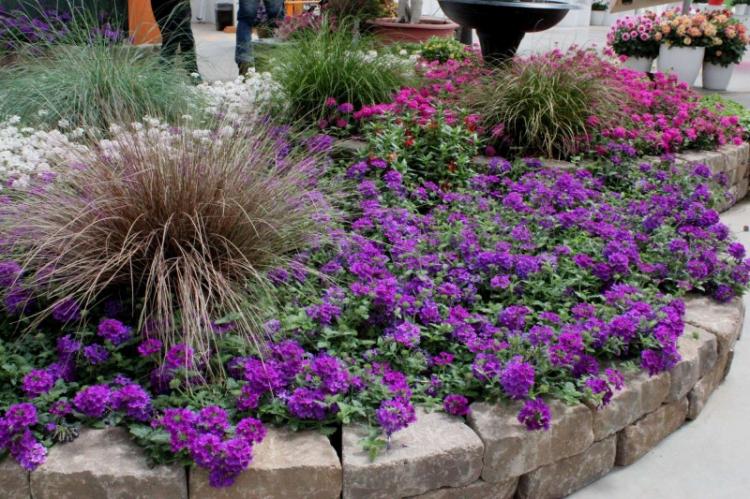 Удобрения и подкормка - Уход за вербеной