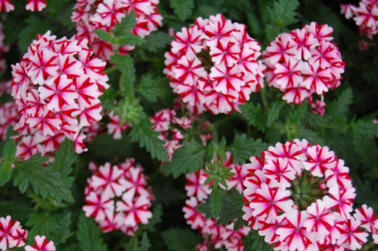 Удобрения и подкормка - Уход за вербеной