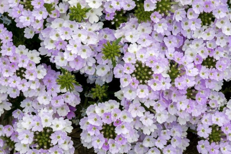 Посадка и размножение - Вербена