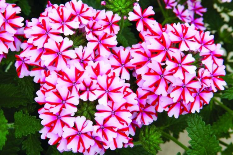 Вербена - фото