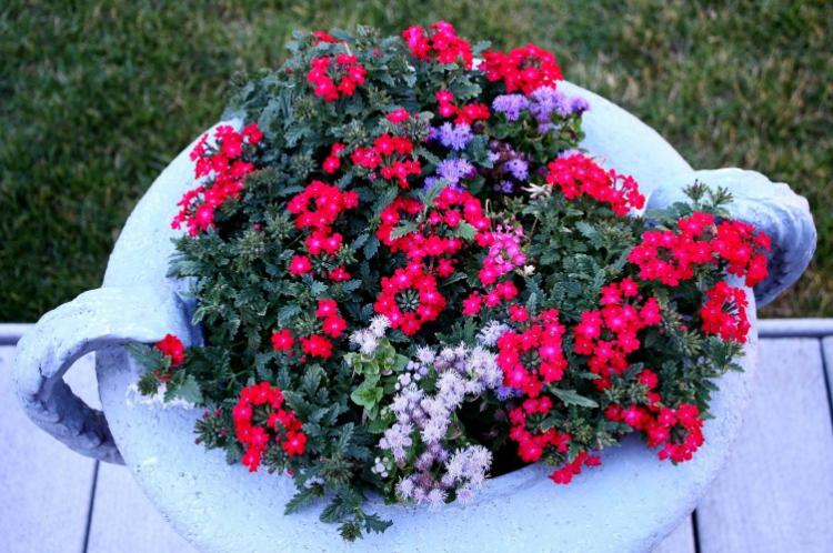 Вербена - фото