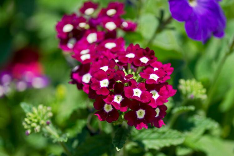 Вербена - фото