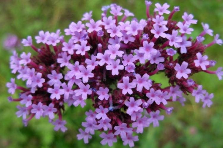 Вербена - фото