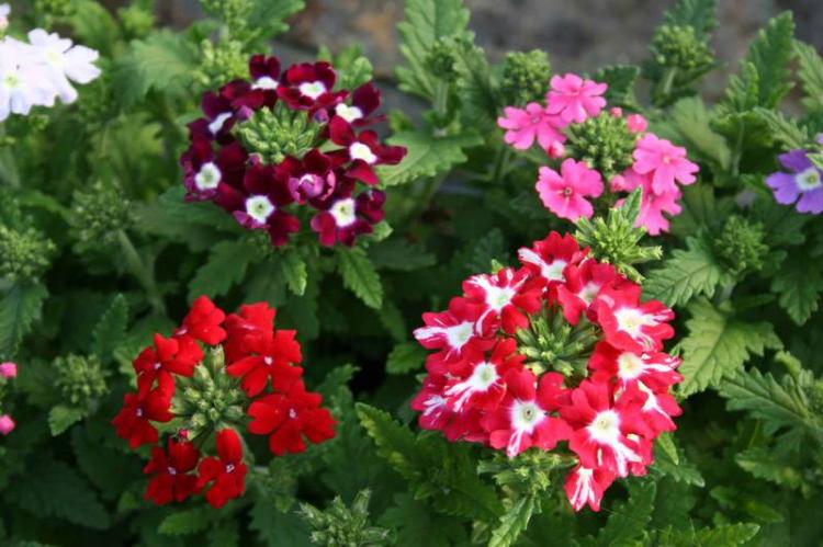 Вербена - фото