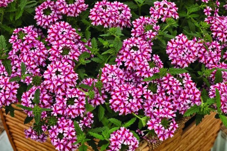 Вербена - фото