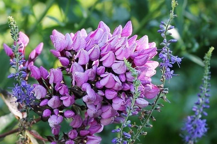 Бутоник - Виды и сорта флоксов